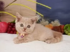 マンチカン(短足)【大阪府・女の子・2025年8月2日・クリームマッカレルタビー】の写真3