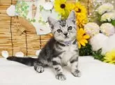 アメリカンショートヘア【大阪府・男の子・2025年5月17日・シルバータビー】の写真3