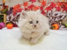 ブリティッシュショートヘア【大阪府・女の子・2025年9月5日・クリームマッカレルタビー】の写真3