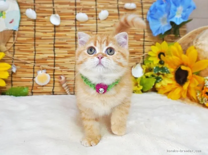 かゆっこ■C033■美品■正絹■籠に子猫柄　足跡　袋帯■スコティッシュ スコティッシュフォールド(折れ耳)【大阪府・男の子・2026年3月30日