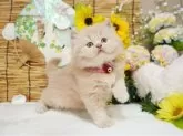マンチカン(長足)【大阪府・女の子・2025年6月17日・クリーム】の写真4