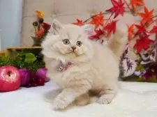 ブリティッシュショートヘア【大阪府・女の子・2025年9月5日・クリームマッカレルタビー】の写真4