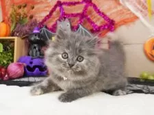 マンチカン(長足)【大阪府・女の子・2025年8月17日・ブルークリーム】の写真4