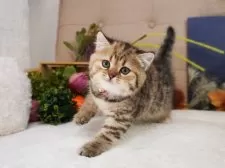 スコティッシュフォールド(立ち耳)【大阪府・女の子・2025年8月7日・ブラウンパッチドマッカレルタビー】の写真4