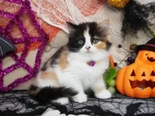 スコティッシュフォールド(立ち耳)【大阪府・女の子・2025年8月31日・キャリコ】の写真4