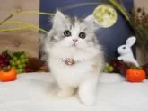 スコティッシュフォールド(立ち耳)【大阪府・女の子・2025年6月27日・シルバーパッチドマッカレルタビー&ホワイト】の写真4