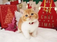 スコティッシュフォールド(立ち耳)【大阪府・女の子・2025年10月21日・レッド&ホワイト】の写真4