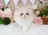 エキゾチックショートヘア【大阪府・男の子・2025年3月28日・クリームマッカレルタビー&ホワイト】の写真4