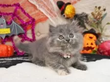 マンチカン(長足)【大阪府・女の子・2025年8月17日・ブルークリーム】の写真5