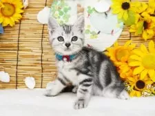 アメリカンショートヘア【大阪府・男の子・2025年5月17日・シルバータビー】の写真5