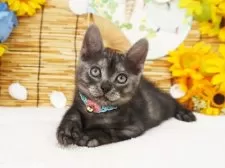 アメリカンショートヘア【大阪府・男の子・2025年5月17日・ブラックスモーク】の写真5