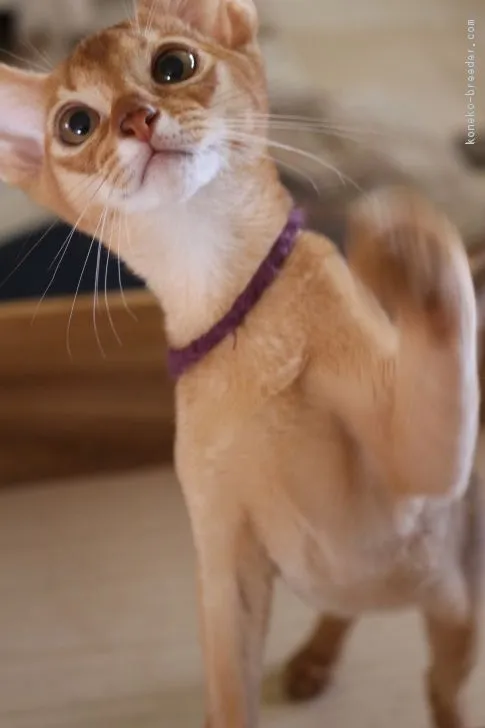 ID：1806-01665の子猫