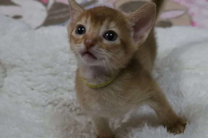 ID:1409-00290の子猫