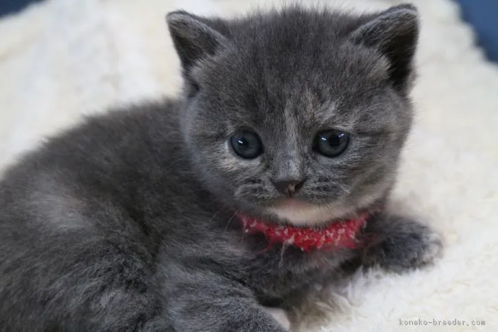 ID：1603-00428の子猫