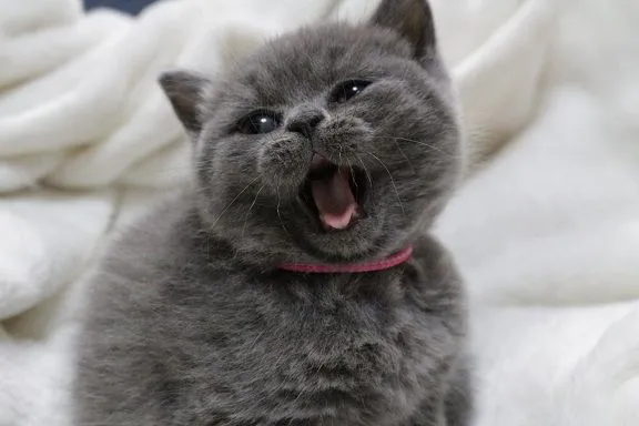 ライトママ 様のお迎えした子猫