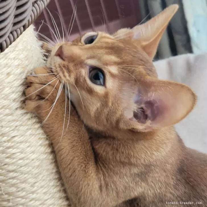 ID：2404-01558の子猫