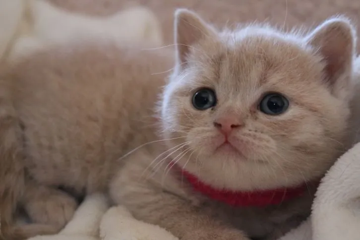 ブリティッシュショートヘア【愛知県・男の子・2016年2月17日・クリームマッカレルタビー】の写真1