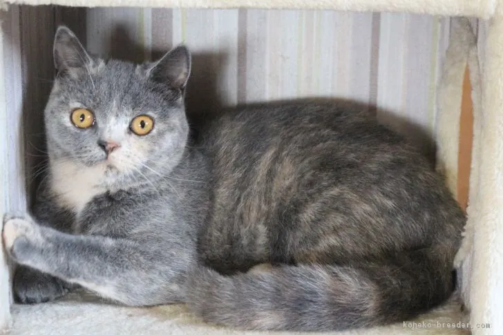 ID:1612-00256の子猫