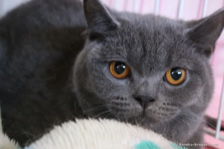 ID:1802-00136の子猫