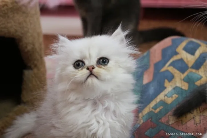 ID:1512-00398の子猫