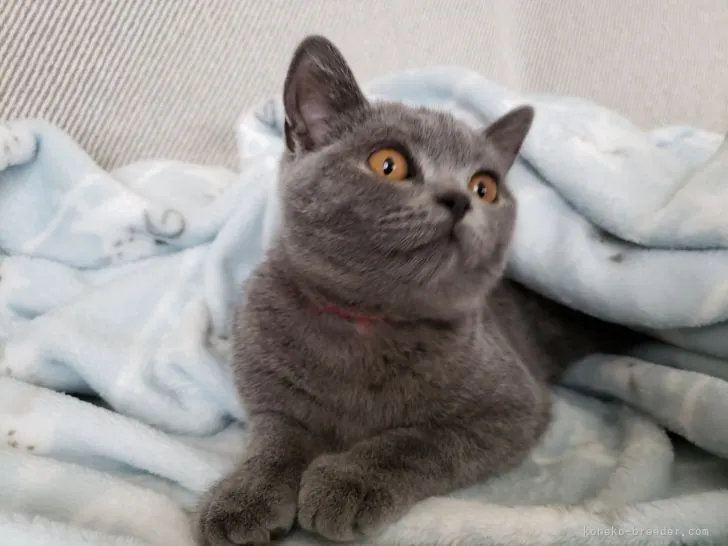 ID：2104-00150の子猫