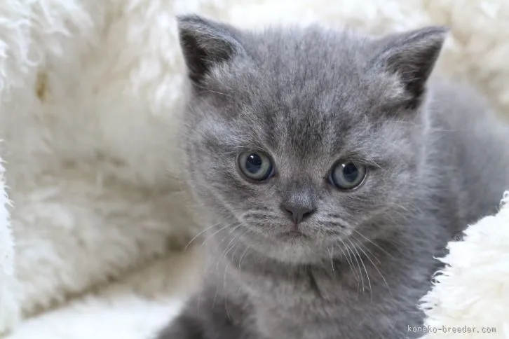 ID:1512-00401の子猫