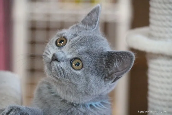 ID：1902-00685の子猫