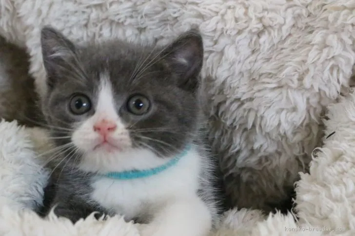 ID：1804-01328の子猫