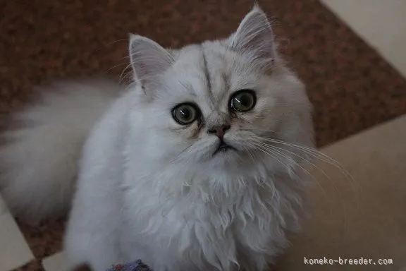 チス 様のお迎えした子猫