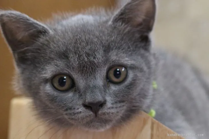 ID:1612-00257の子猫