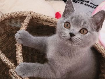 ブリティッシュショートヘア【愛知県・男の子・2021年10月1日・ブルー】の写真「きれいなブルーの毛色だよ」