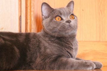 ブリティッシュショートヘア【愛知県・男の子・2017年5月3日・ブルータビー】の写真「ちょー♪　イケメン　コロコロ坊ちゃまです！！」