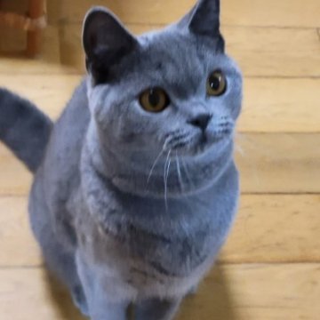 ブリティッシュショートヘア【愛知県・男の子・2023年1月26日・ブルー】の写真「ゴロゴロちゃん」