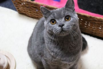 ブリティッシュショートヘア【愛知県・男の子・2018年4月19日・ブルー】の写真「キュートな男の子」