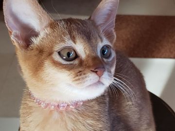 アビシニアン【愛知県・女の子・2019年10月19日・レッド】の写真「キュートな女の子🎵」