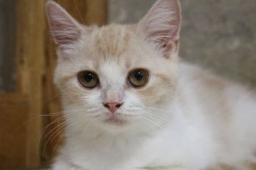 スコティッシュフォールド(立ち耳)【愛知県・女の子・2017年6月24日・クリームタビー&ホワイト】の写真「淡いクリームちゃんだよ」