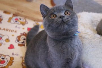 ブリティッシュショートヘア【愛知県・男の子・2016年11月14日・ブルー】の写真「ゴロゴロ喉を鳴らすのが得意だよ！！」