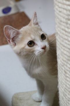 スコティッシュフォールド(立ち耳)【愛知県・女の子・2017年6月24日・クリームマッカレルタビー&ホワイト】の写真「淡いクリームちゃんだよ」