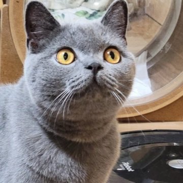 ブリティッシュショートヘア【愛知県・男の子・2023年1月26日・ブルー】の写真「キュンキュンしちゃうよ🎵」