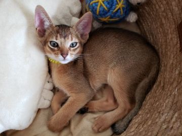 アビシニアン【愛知県・男の子・2021年4月21日・ルディ】の写真「甘えん坊さんだよ」