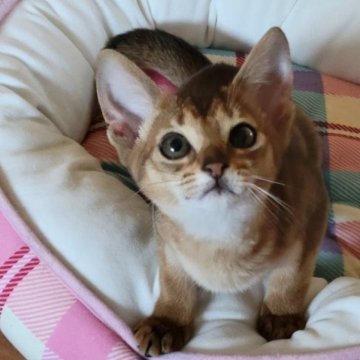 アビシニアン【愛知県・女の子・2022年12月18日・ルディ】の写真「やんちゃな女の子」