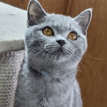 ブリティッシュショートヘア【愛知県・男の子・2023年4月18日・ブルー】の写真「超、やんちゃボーイな僕ちゃん」