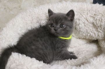 ブリティッシュショートヘア【愛知県・男の子・2017年10月8日・ブルー】の写真「ナイスボーイちゃん♪」