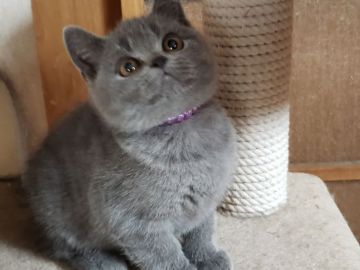 ブリティッシュショートヘア【愛知県・男の子・2019年9月17日・ブルー】の写真「丸顔のかわいい男の子」