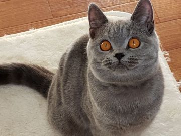 ブリティッシュショートヘア【愛知県・女の子・2019年5月15日・ブルー】の写真「まんまるお顔だよ！」