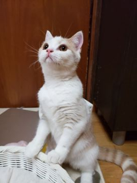 ブリティッシュショートヘア【愛知県・男の子・2019年3月27日・クリームタビー&ホワイト】の写真「超元気ボーイ」