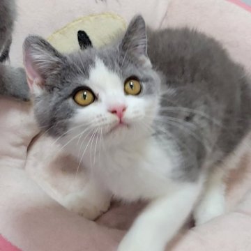 ブリティッシュショートヘア【愛知県・男の子・2024年5月5日・ブルー&ホワイト】の写真「まん丸 男の子だけどとっても可愛いお顔だよ」