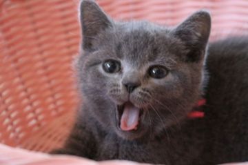 ブリティッシュショートヘア【愛知県・男の子・2017年4月5日・ブルー】の写真「モコモコ誕生！！」