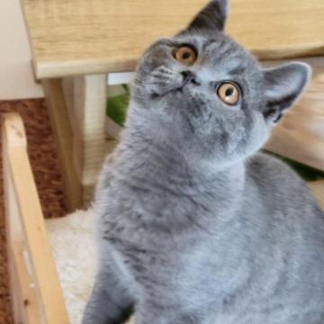 ブリティッシュショートヘア【愛知県・男の子・2022年10月22日・ブルー】の写真「コロッムチッの男の子」