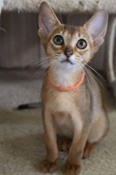 アビシニアン【愛知県・女の子・2018年4月8日・ルディ】の写真「元気なお転婆ちゃん」